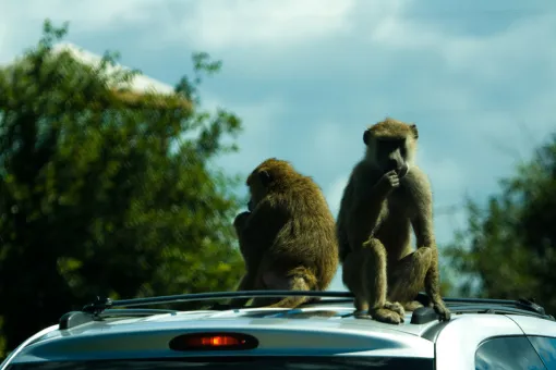 Free ride!!, by https://www.flickr.com/photos/dhinakaran/