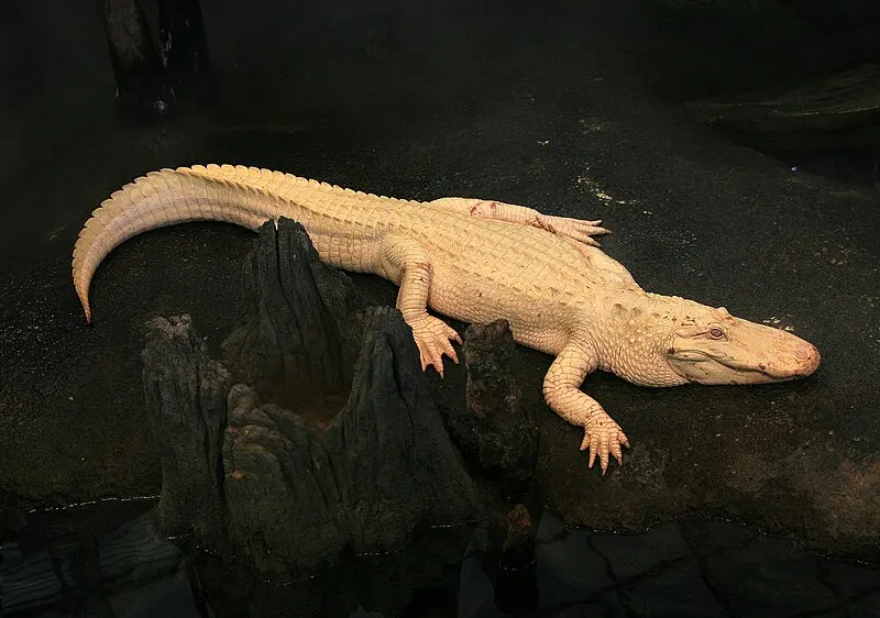 Albino Alligator 2008 by Mila Zinkova, used under CC-BY-SA 3.0 license
