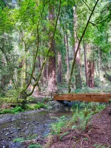 HDR automatically created from old pictures of Muir Woods by Google Photos.