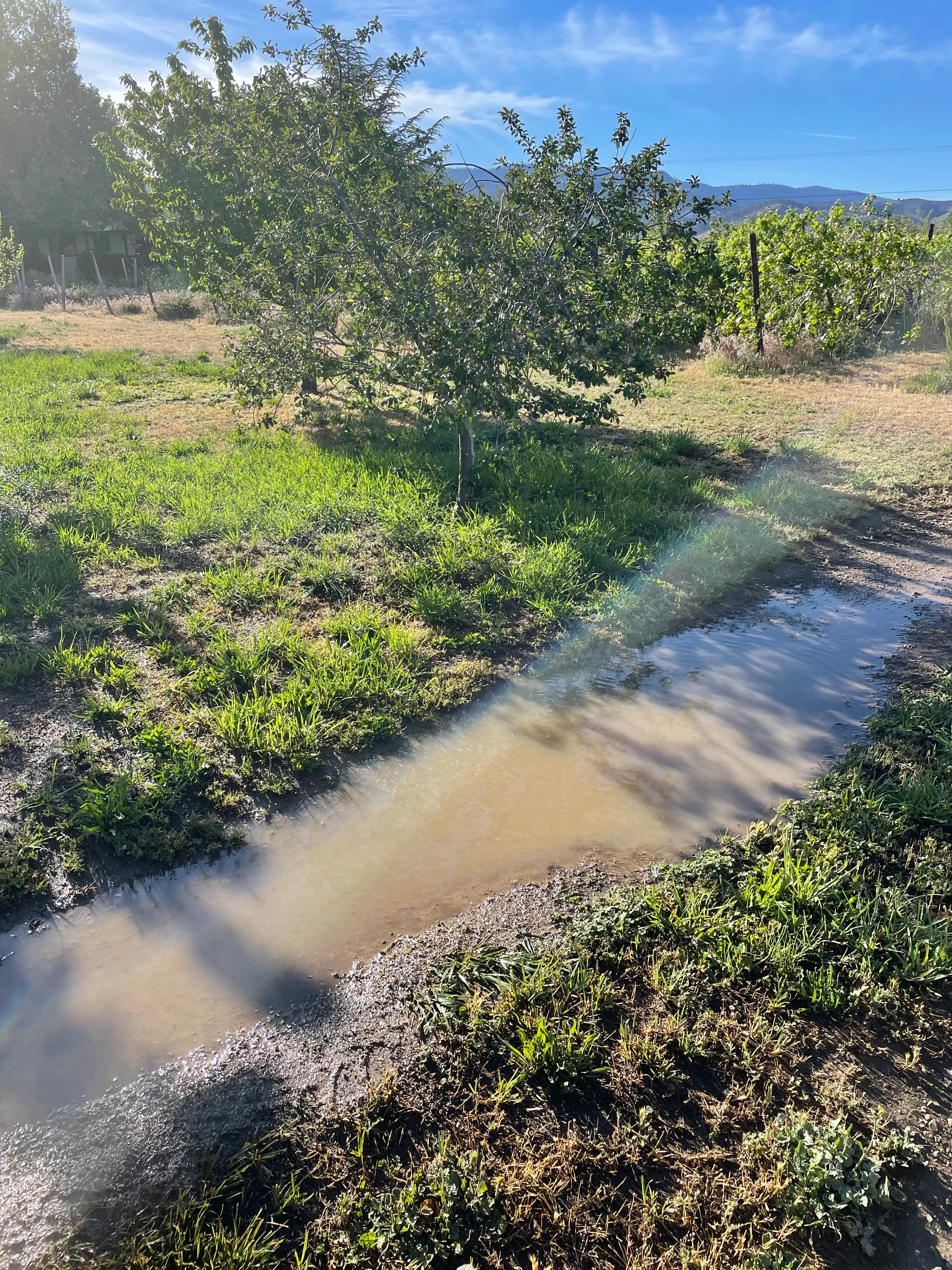 An unpaved dirt road, with a large puddle in the middle of it and green grass on both sides.