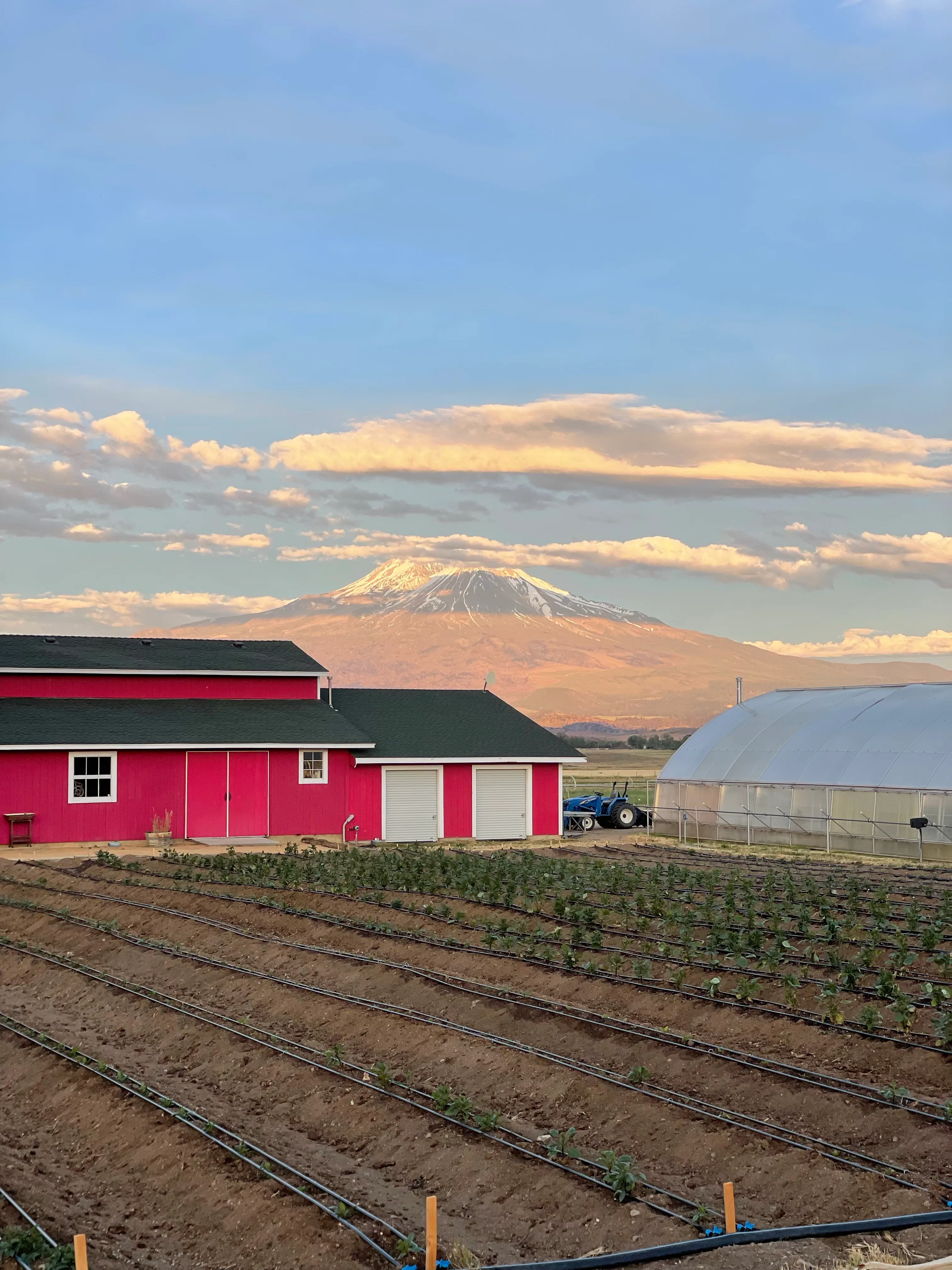 A farm scene. In the foreground, rows of small vegetables. In the middle ground, a red barn. In the far distance, a snow-covered tall mountain peak.