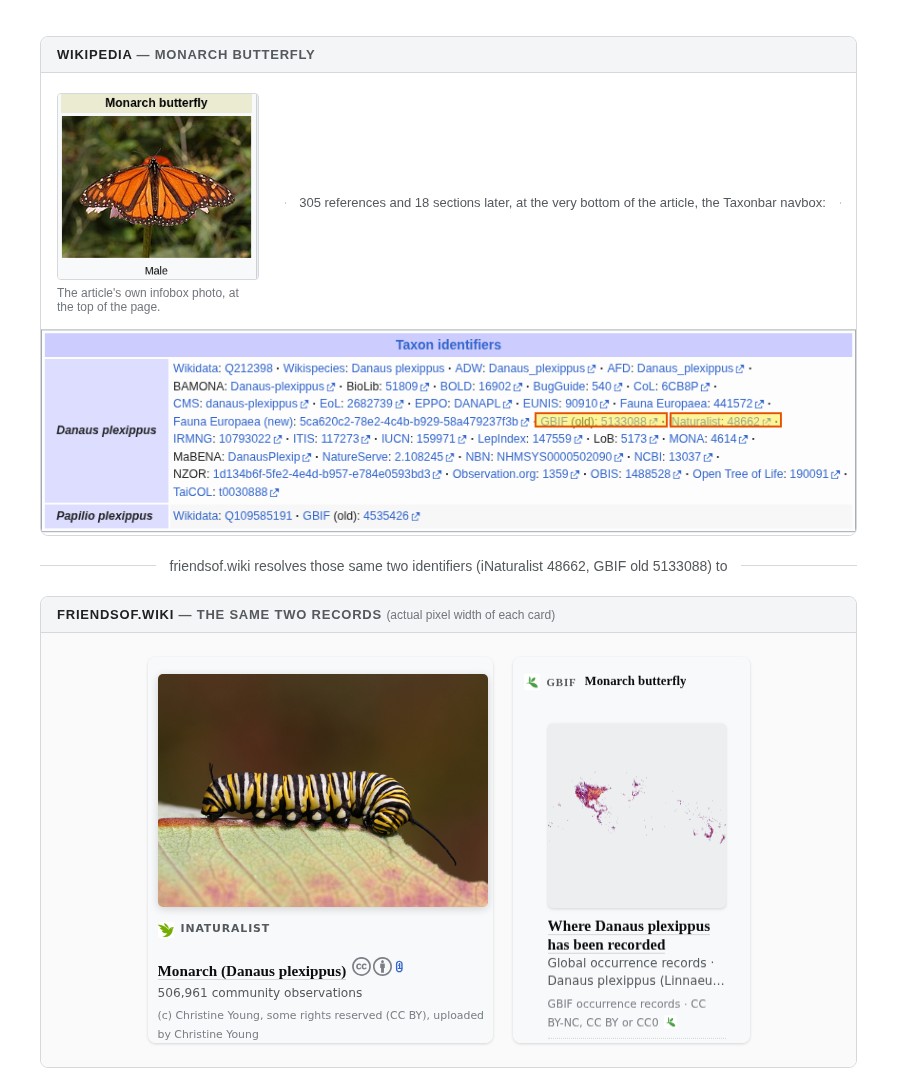 Before and after comparison. Wikipedia's Monarch butterfly article has its own infobox photo at the top, then 305 references and 18 sections later, at the very bottom, a Taxon identifiers navbox lists GBIF (old): 5133088 and iNaturalist: 48662 as two plain-text entries in a dot-separated inline list of 24 undifferentiated databases. friendsof.wiki resolves those same two identifiers to two cards: a photograph of a monarch butterfly with 506,961 community observations, and a GBIF world occurrence map, each with its own credit and license